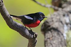 Painted Redstart